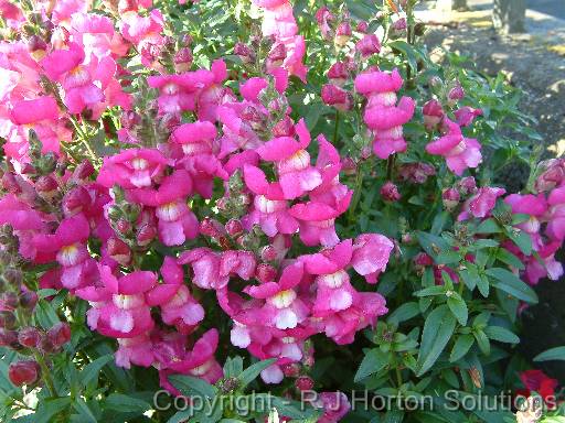 Snapdragon Pink_1 